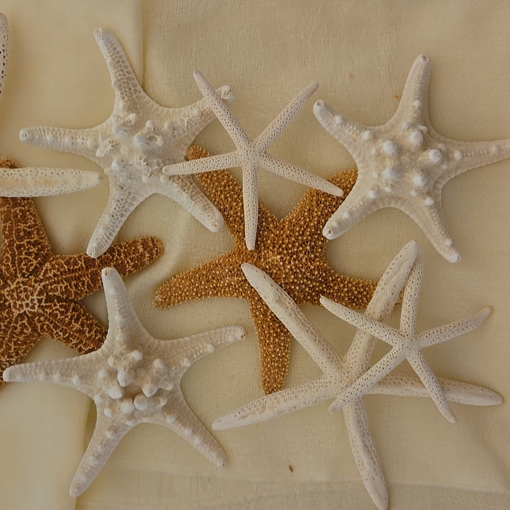 9 Assorted Starfish